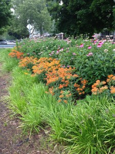 4-23-15-Claude Allison Park Rain Garden_Redford Twp._ taken July 2014 by Carl Van Aartsen