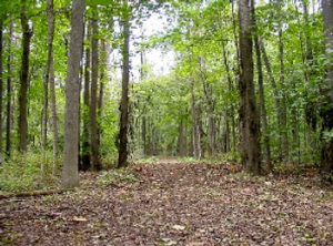 5-7-15-Nature trail at Huber Park