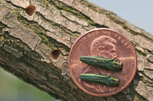 7-3-15-Emerald Ash borer